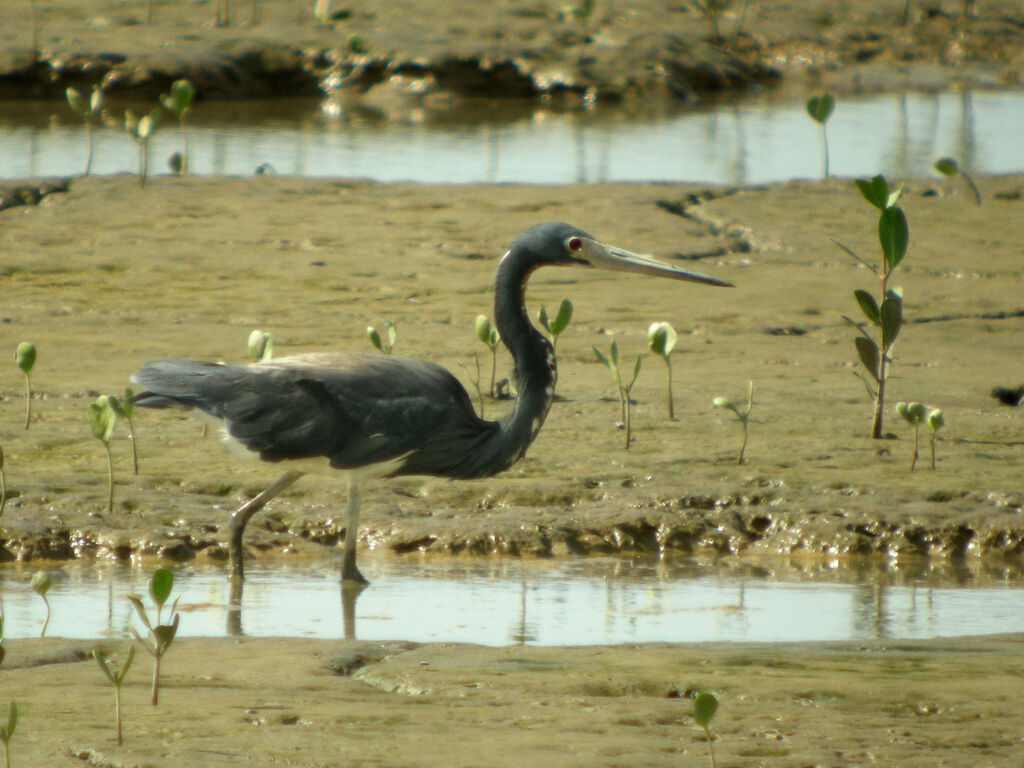 Aigrette tricolore