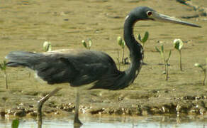 Tricolored Heron