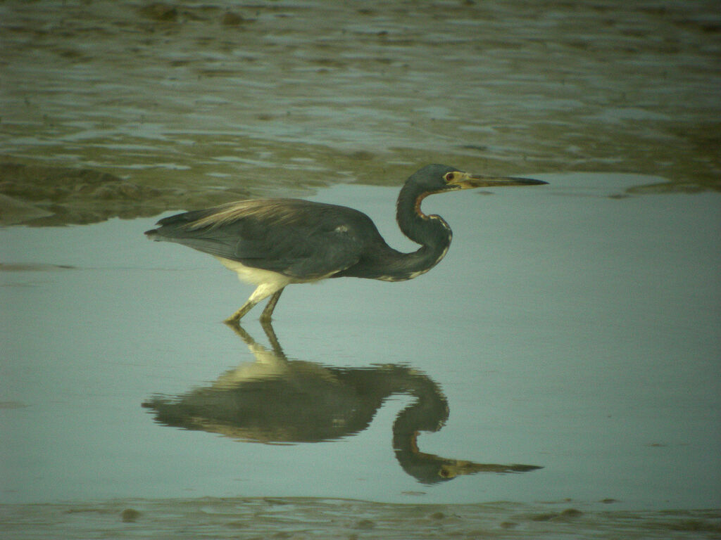 Tricolored Heron