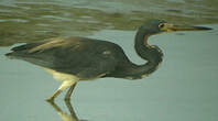 Aigrette tricolore