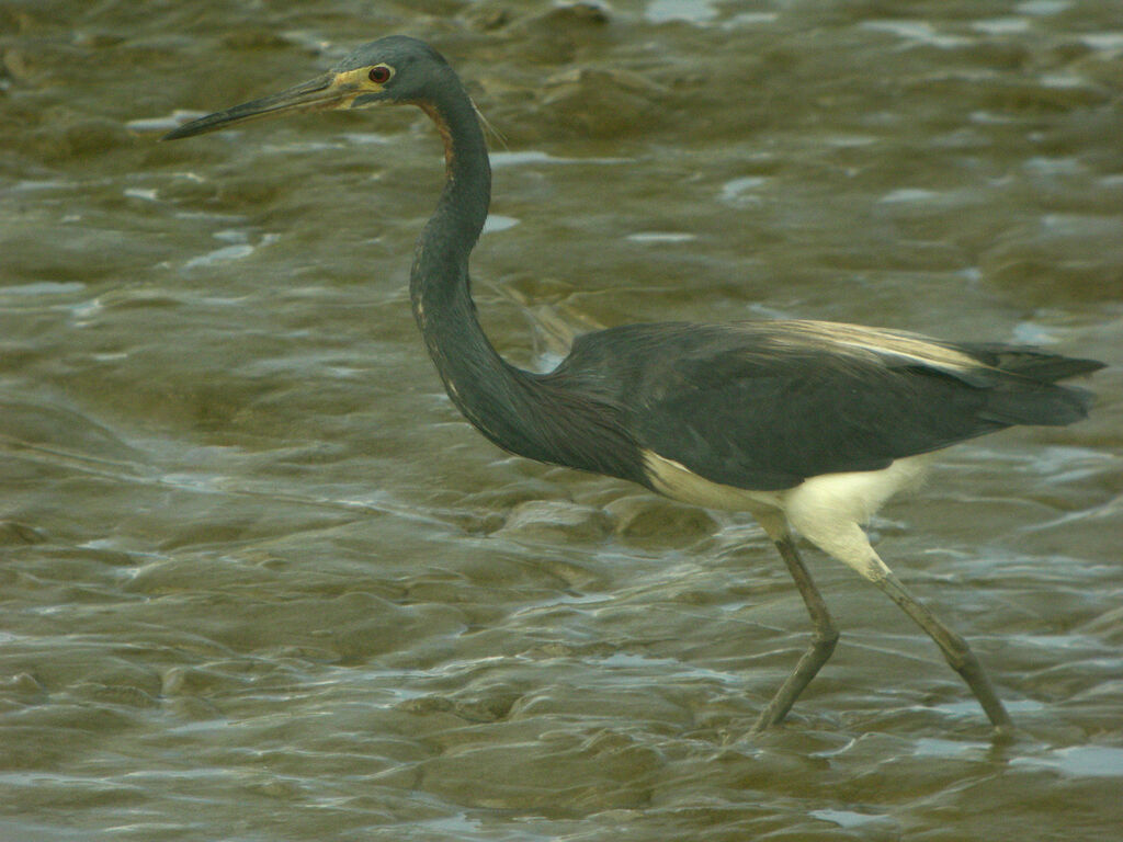 Tricolored Heron