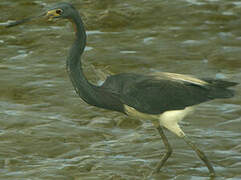 Tricolored Heron