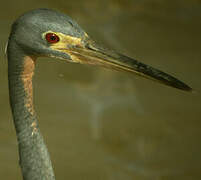 Tricolored Heron