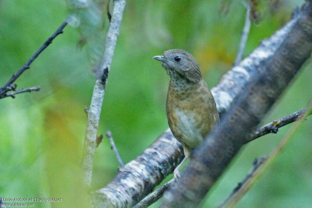 Spot-throated Babbler