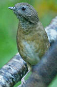 Spot-throated Babbler