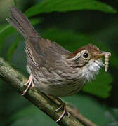 Puff-throated Babbler