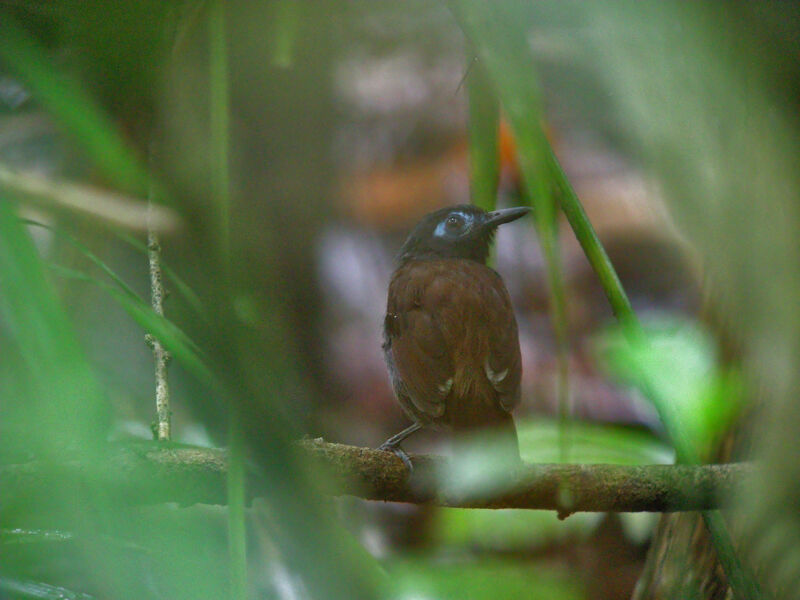 Chestnut-backed Antbird