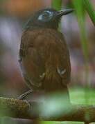 Chestnut-backed Antbird