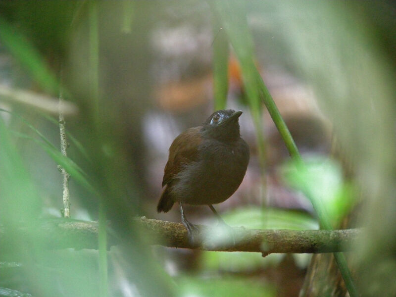 Chestnut-backed Antbird, identification