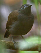 Chestnut-backed Antbird