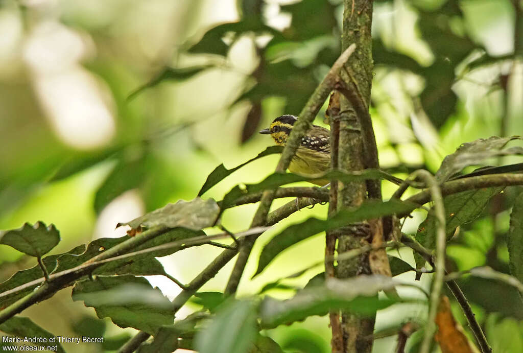 Yellow-browed Antbirdadult