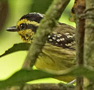 Yellow-browed Antbird