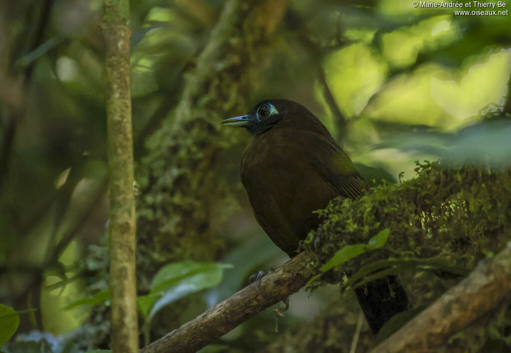 Zeledon's Antbird