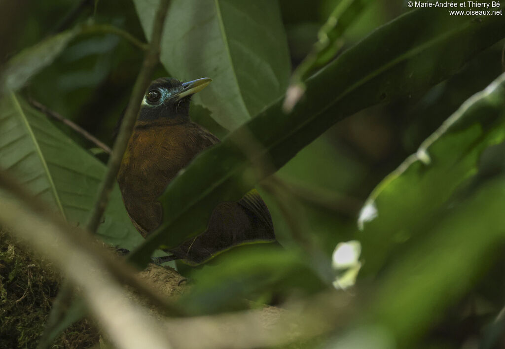 Zeledon's Antbird