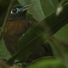 Alapi de Zeledon