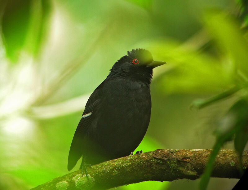 White-shouldered Fire-eye