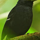 Alapi demoiselle