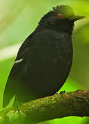 White-shouldered Fire-eye