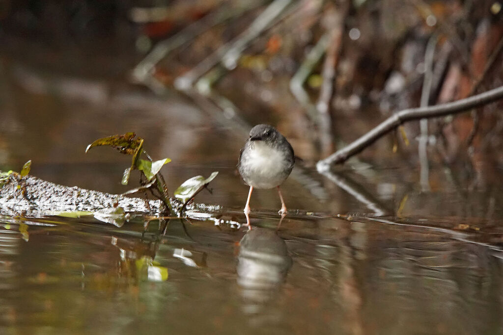 Silvered Antbird