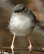 Silvered Antbird