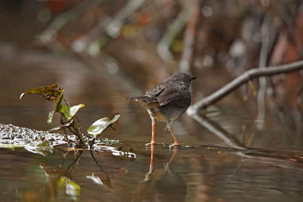 Silvered Antbird