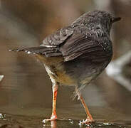 Silvered Antbird