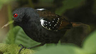 Dull-mantled Antbird