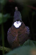 Dull-mantled Antbird