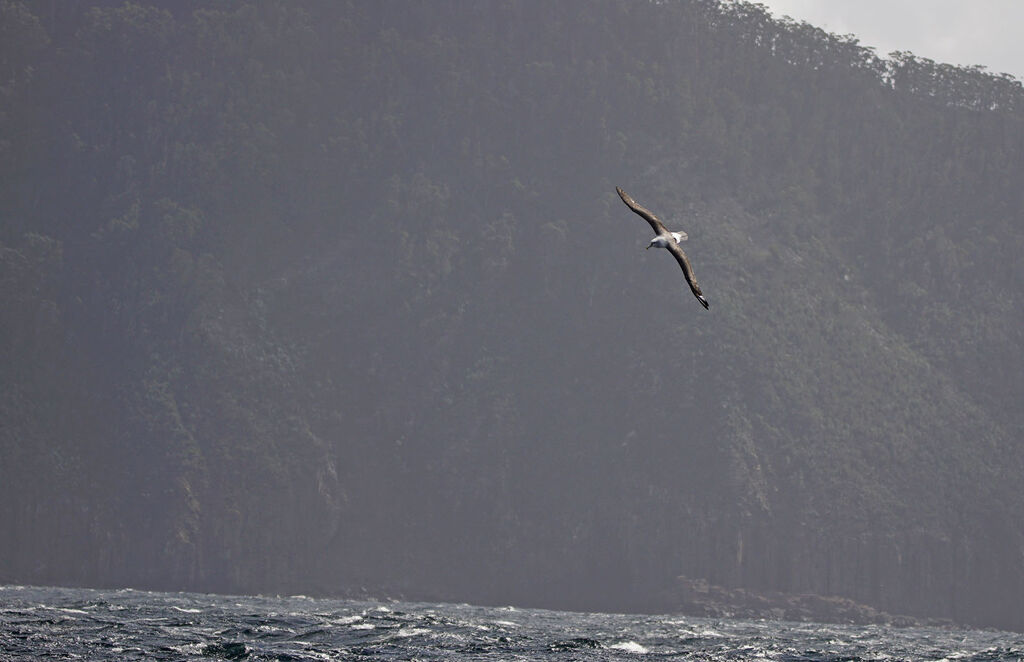 Albatros de Salvin, Vol