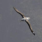Albatros de Salvin