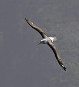 Salvin's Albatross