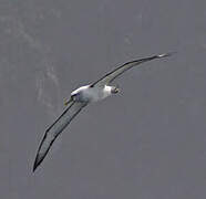 Salvin's Albatross