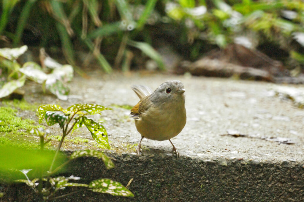 Grey-cheeked Fulvetta