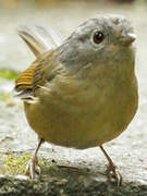 Grey-cheeked Fulvetta