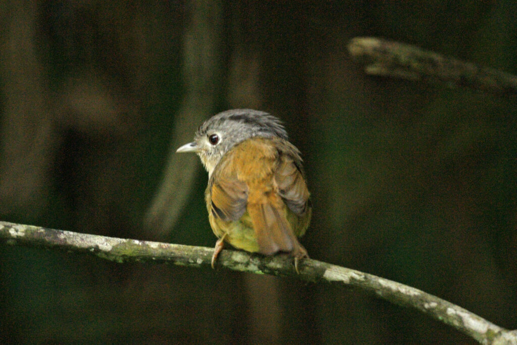 Grey-cheeked Fulvetta