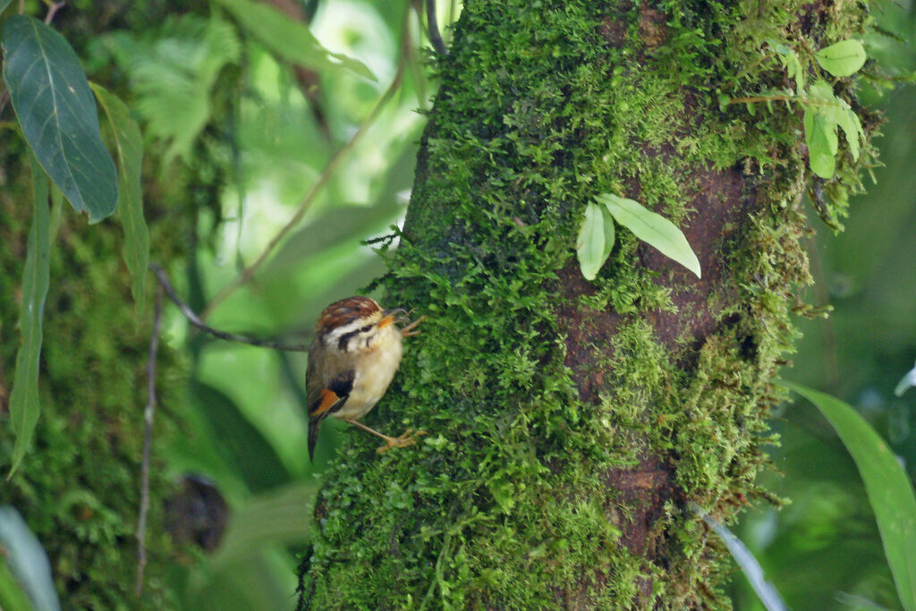 Rufous-winged Fulvetta