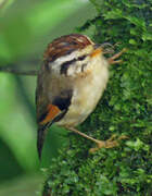 Rufous-winged Fulvetta