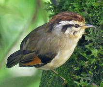 Rufous-winged Fulvetta