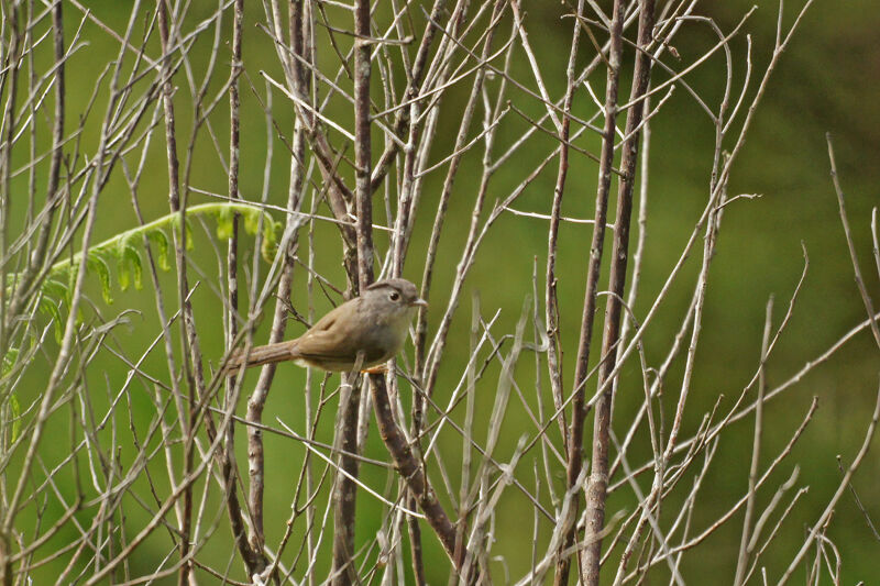 Mountain Fulvetta