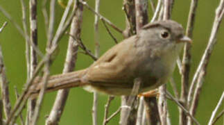 Mountain Fulvetta