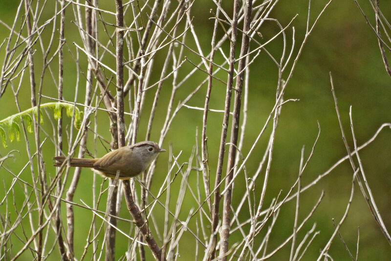 Mountain Fulvetta