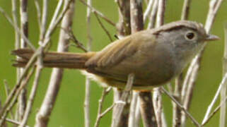 Mountain Fulvetta