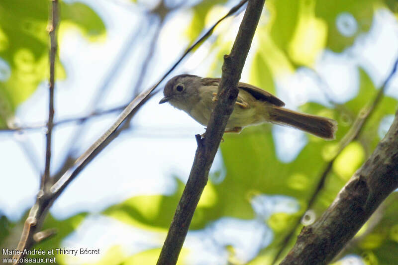 Black-browed Fulvetta