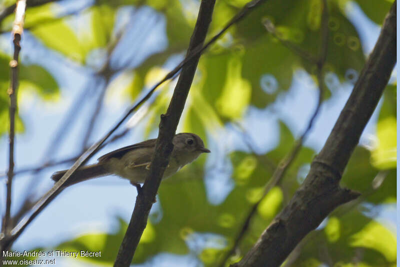 Black-browed Fulvetta