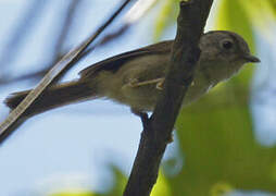 Black-browed Fulvetta