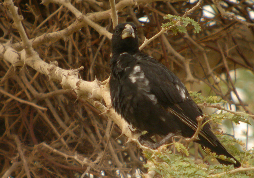 White-billed Buffalo Weaver