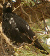 White-billed Buffalo Weaver