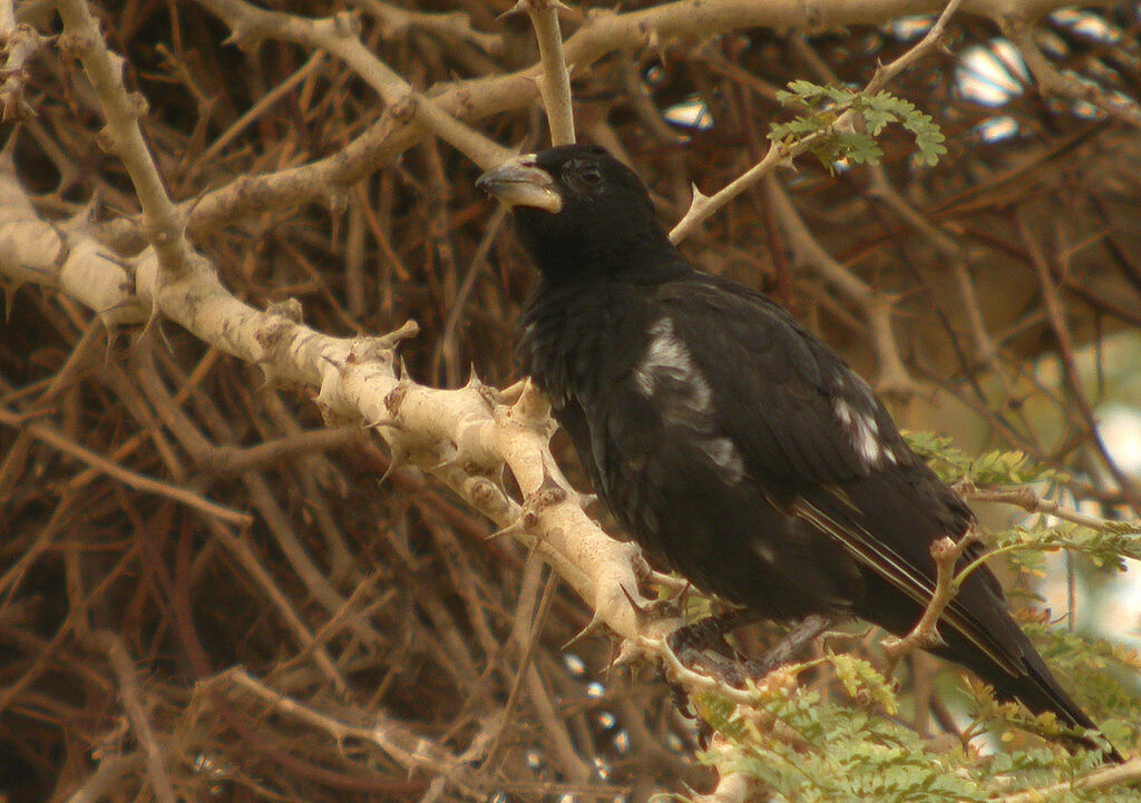 White-billed Buffalo Weaver