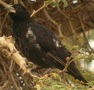 White-billed Buffalo Weaver