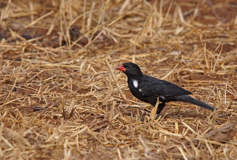 Red-billed Buffalo Weaver